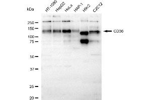 Western blotting analysis using CD36 antibody (ABIN7797966).