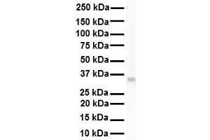 WB Suggested Anti-LDHB antibody Titration: 1 ug/mL Sample Type: Human 721_B (LDHB Antikörper  (C-Term))