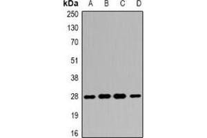 Western blot analysis of 14-3-3 beta expression in SW480 (A), HepG2 (B), mouse liver (C), mouse kidney (D) whole cell lysates.