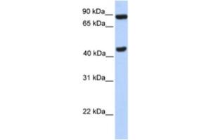 Western Blotting (WB) image for anti-Neuronal PAS Domain Protein 2 (NPAS2) antibody (ABIN2461664) (NPAS2 Antikörper)