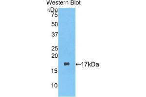 Western Blotting (WB) image for anti-Lysozyme (LYZ) (AA 19-148) antibody (ABIN1078301) (LYZ Antikörper  (AA 19-148))