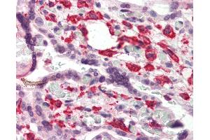 Anti-DUSP1 antibody IHC of human placenta. (DUSP1 Antikörper  (C-Term))