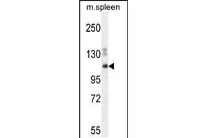 Western blot analysis in mouse spleen cell line lysates (35ug/lane). (Nesprin3 Antikörper  (C-Term))