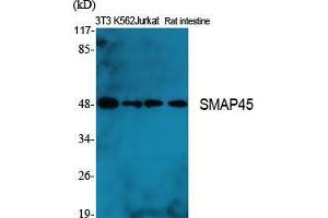 Western Blot (WB) analysis of specific cells using SMAP45 Polyclonal Antibody. (HDAC3 Antikörper  (C-Term))