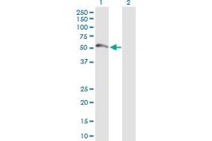 Western Blot analysis of FDXR expression in transfected 293T cell line by FDXR MaxPab polyclonal antibody. (Ferredoxin Reductase Antikörper  (AA 1-491))