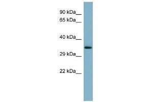 MUC15 antibody used at 1 ug/ml to detect target protein. (MUC15 Antikörper  (Middle Region))