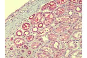 Anti-TMEM147 antibody IHC staining of human kidney. (TMEM147 Antikörper  (Internal Region))