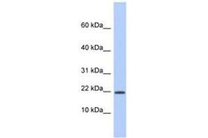 HCFC1R1 antibody  (AA 35-84)