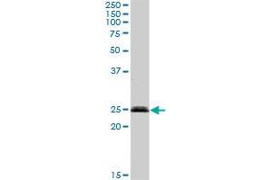 SENP8 MaxPab rabbit polyclonal antibody. (SENP8 Antikörper  (AA 1-212))