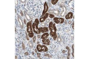 Immunohistochemical staining of human kidney shows strong cytoplasmic and luminal positivity in tubular cells. (PDZK1 Antikörper)