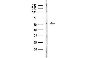 anti-Peptidase (Mitochondrial Processing) alpha (PMPCA) antibody