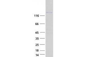 Validation with Western Blot (ARAP3 Protein (Myc-DYKDDDDK Tag))