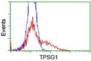 HEK293T cells transfected with either RC222359 overexpress plasmid (Red) or empty vector control plasmid (Blue) were immunostained by anti-TPSG1 antibody (ABIN2455380), and then analyzed by flow cytometry. (TPSG1 Antikörper  (AA 20-283))