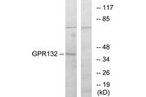 Western blot analysis of extracts from COS7 cells, using GPR132 Antibody. (G Protein-Coupled Receptor 132 Antikörper  (AA 293-342))
