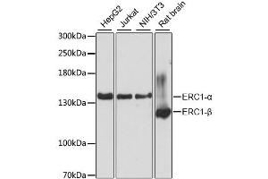 Western blot analysis of extracts of various cell lines, using ERC1 antibody. (ERC1 Antikörper)