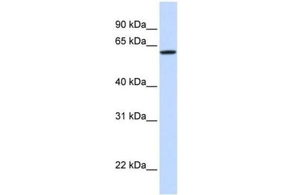 DGCR2 Antikörper  (Middle Region)