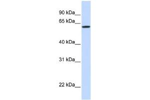 DGCR2 antibody used at 1 ug/ml to detect target protein.