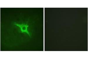 Immunofluorescence (IF) image for anti-Neutrophil Cytosol Factor 1 (NCF1) (AA 301-350) antibody (ABIN2888916) (NCF1 Antikörper  (AA 301-350))