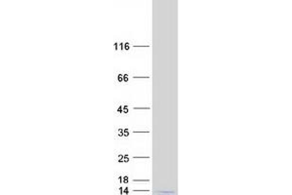 Histone 2b (HIST1H2BL) protein (Myc-DYKDDDDK Tag)