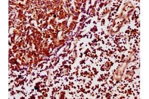 IHC image of ABIN7169831 diluted at 1:500 and staining in paraffin-embedded human lymph node tissue performed on a Leica BondTM system. (SCIMP Antikörper  (AA 59-145))