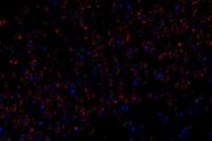 Immunofluorescent analysis of paraformaldehyde-fixed rat brain using,FAM135B (ABIN7073910) at dilution of 1: 1000 (FAM135B Antikörper)