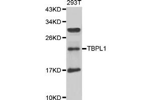 Western blot analysis of extracts of 293T cells, using TBPL1 antibody. (TBPL1 Antikörper)