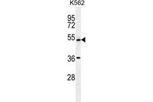 UAP1L1 Antibody (N-term) western blot analysis in K562 cell line lysates (35 µg/lane). (UAP1L1 Antikörper  (N-Term))