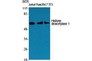 Western Blot (WB) analysis of specific cells using Histone deacetylase 1 Polyclonal Antibody. (HDAC1 Antikörper  (C-Term))