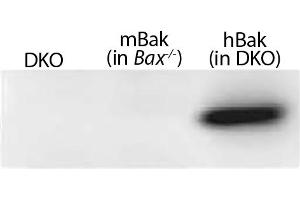 Lysates from mouse embryonic fibroblasts expressing no Bak (Bax-/-Bak-/- (DKO)), mouse Bak (Bax-/-), or WT human Bak (in DKO) were resolved by electrophoresis, transferred to nitrocellulose membrane, and probed with anti-Bak followed by Goat Anti-Rabbit Ig, Human ads-HRP (Ziege anti-Kaninchen Ig Antikörper (PE) - Preadsorbed)
