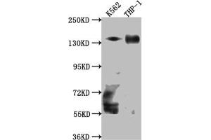 Western Blot Positive WB detected in: K562 whole cell lysate, THP-1 whole cell lysate All lanes: TACC3 Antibody at 1:1000 Secondary Goat polyclonal to rabbit IgG at 1/50000 dilution Predicted band size: 91 kDa Observed band size: 140 kDa (Rekombinanter TACC3 Antikörper)