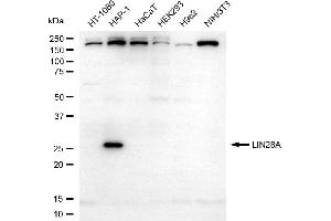 Western blotting analysis using LIN28A antibody (ABIN7799269). (Rekombinanter LIN28A Antikörper)
