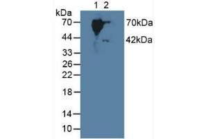 Western blot analysis of (1) Human Serum and (2) Mouse Placenta Tissue. (SERPINB9 Antikörper  (AA 1-376))