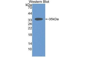 Western Blotting (WB) image for anti-Sirtuin 2 (SIRT2) (AA 65-340) antibody (ABIN1980507) (SIRT2 Antikörper  (AA 65-340))