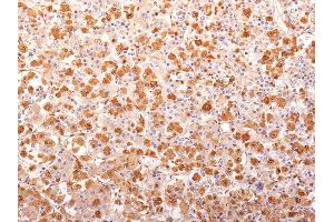 Formalin-fixed, paraffin-embedded human Pituitary Gland stained with ACTH Mouse Recombinant Monoclonal Antibody (r57). (Rekombinanter POMC Antikörper  (N-Term))