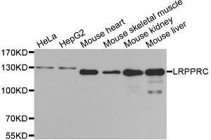 Western blot analysis of extracts of various cell lines, using LRPPRC antibody. (LRPPRC Antikörper  (AA 1041-1394))