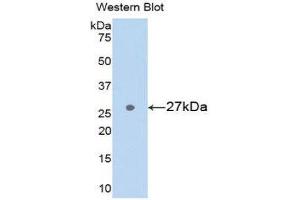Western Blotting (WB) image for anti-Glutathione S-Transferase alpha 3 (GSTA3) (AA 1-221) antibody (ABIN1078078)