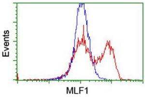 HEK293T cells transfected with either RC202774 overexpress plasmid (Red) or empty vector control plasmid (Blue) were immunostained by anti-MLF1 antibody (ABIN2455802), and then analyzed by flow cytometry. (MLF1 Antikörper)