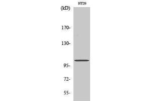 Western Blotting (WB) image for anti-Glutamate Receptor, Ionotropic, N-Methyl D-Aspartate 1 (GRIN1) (Internal Region) antibody (ABIN3184935) (GRIN1/NMDAR1 Antikörper  (Internal Region))