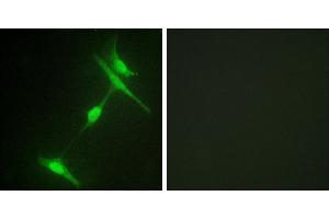 Peptide - +Immunofluorescence analysis of 3T3 cells, using JIP1 (Ab-103) antibody.