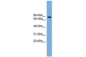 ARHGEF19 antibody  (AA 287-336)
