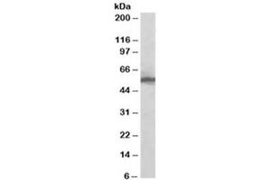 Western blot testing of HeLa lysate with KPNA2 antibody at 0. (KPNA2 Antikörper)