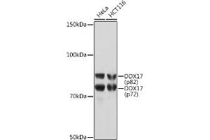 Western blot analysis of extracts of various cell lines, using DDX17 Rabbit mAb (ABIN7266688) at 1:1000 dilution. (DDX17 Antikörper)
