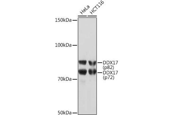 DDX17 Antikörper