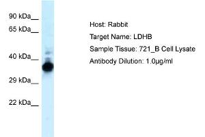 WB Suggested Anti-LDHB Antibody   Titration: 1 ug/ml   Positive Control: 721_B Whole Cell LDHB is strongly supported by BioGPS gene expression data to be expressed in Human 721_B cells (LDHB Antikörper  (C-Term))
