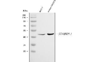 Western blot analysis of AMSH-LP/STAMBPL1 using anti-AMSH-LP/STAMBPL1 antibody (ABIN7600389).