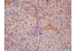 Formalin-fixed and paraffin embedded mouse kidney labeled with Anti-ATG13 Polyclonal Antibody, Unconjugated  at 1:200 followed by conjugation to the secondary antibody and DAB staining (ATG13 Antikörper  (AA 51-150))