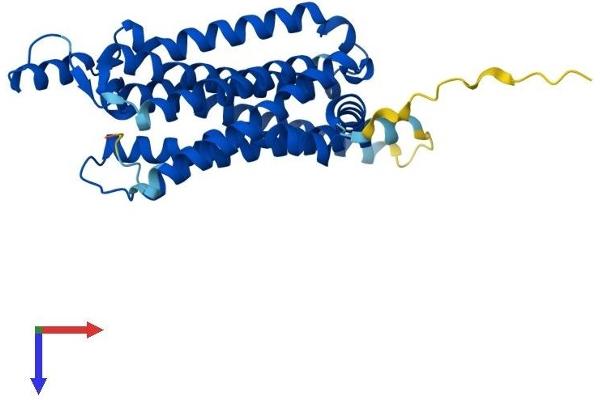 ADORA1 Protein (AA 1-326) (His tag)