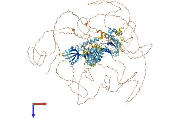 IL16 Protein (AA 1-1322) (His tag)