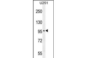 SOBP Antibody (C-term) (ABIN654795 and ABIN2844473) western blot analysis in  cell line lysates (35 μg/lane).