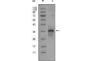 Western blot analysis using Myostatin mouse mAb against truncated Myostatin-His recombinant protein (1).
